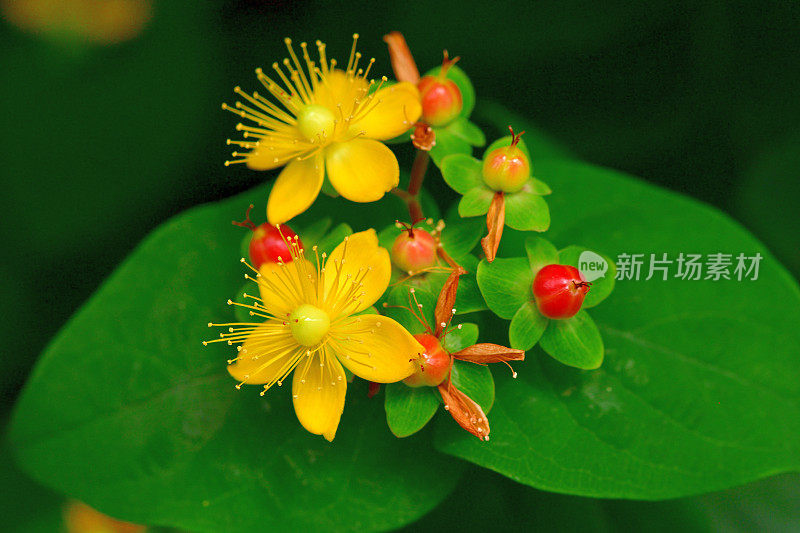 androsaemum / Tutsan / Sweet-amber:花和果